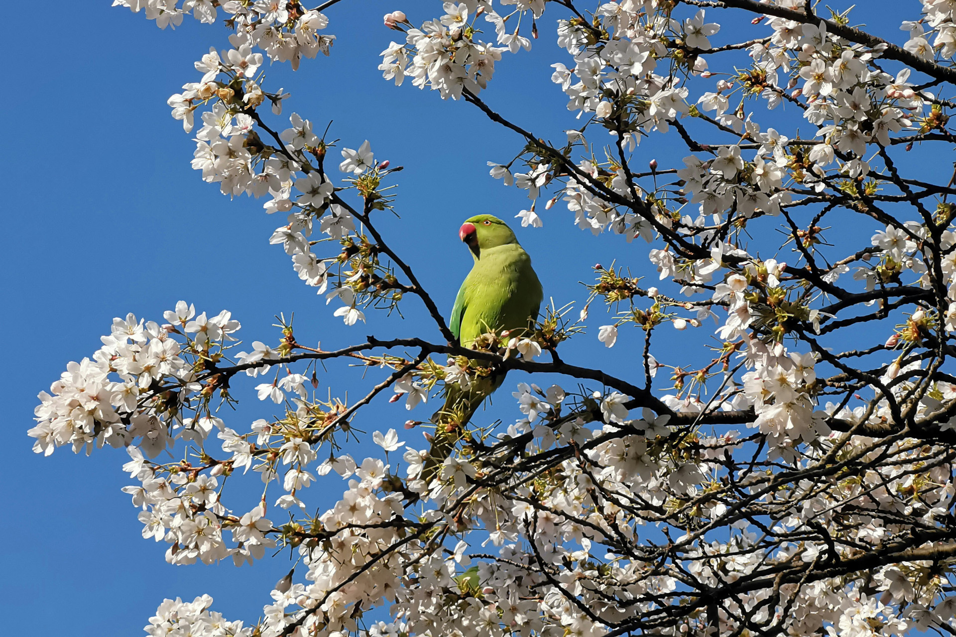 A parakeet in St james's Park
