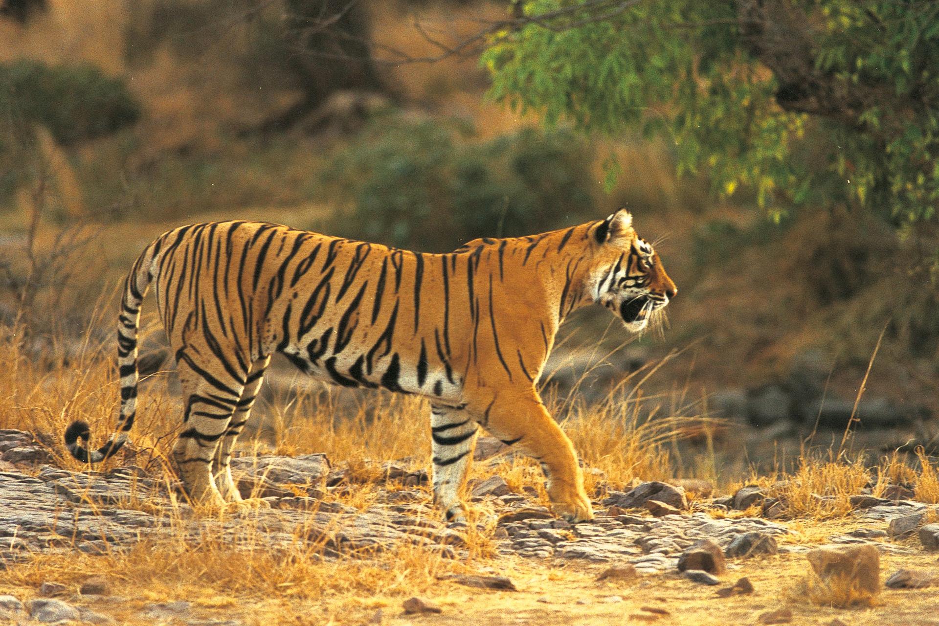A tiger