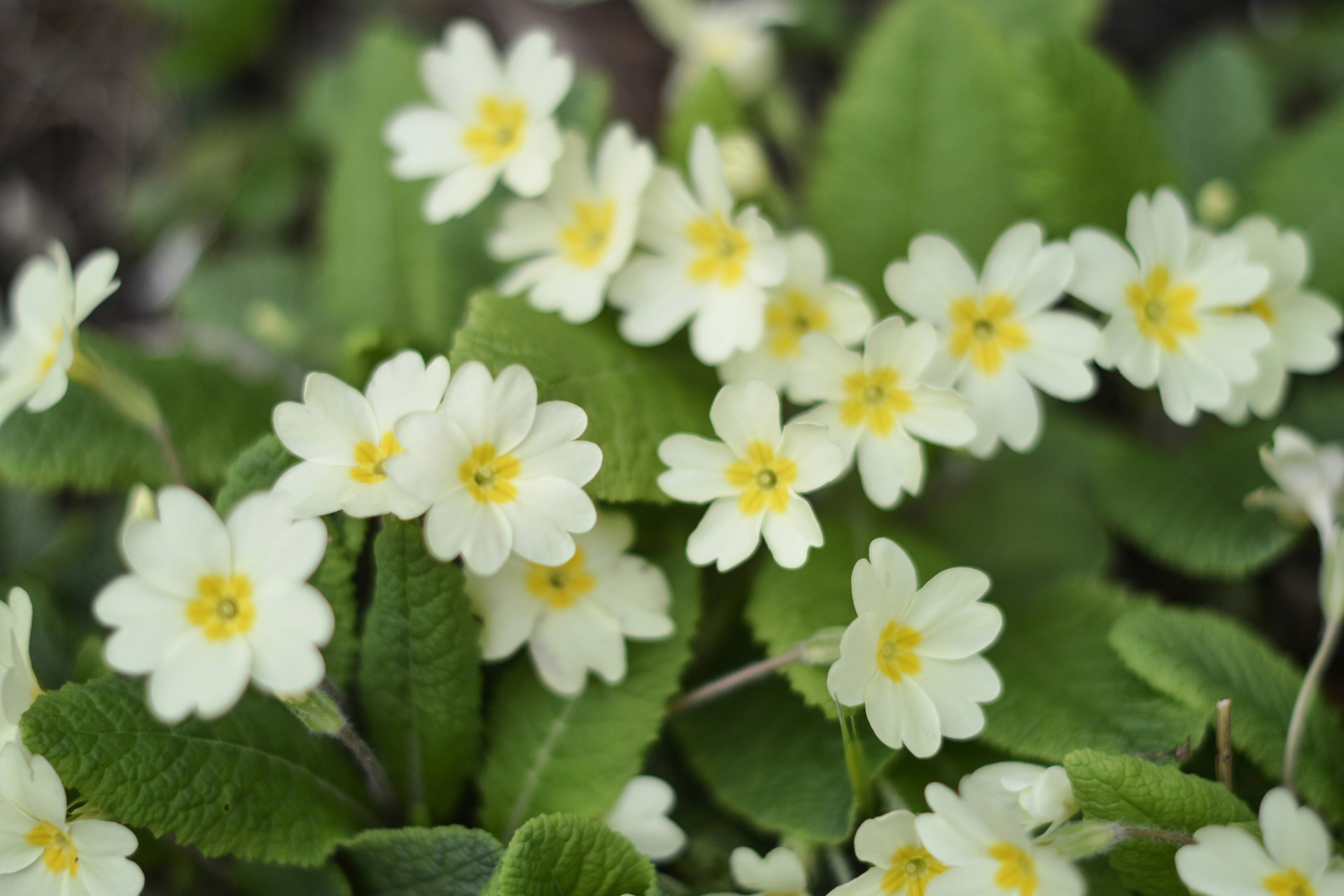 Primrose wildflowers are some of the first to bloom in spring