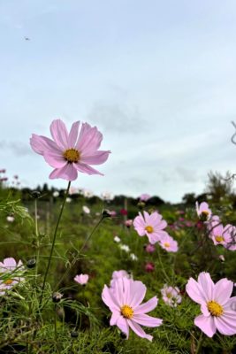Pale pink flowers in a field