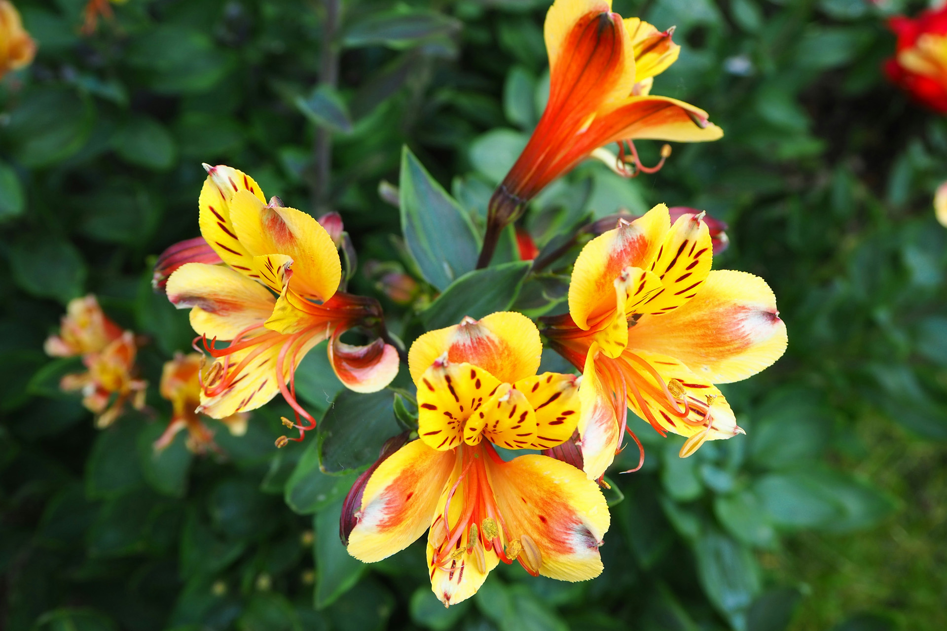 Alstroemeria wildflowers