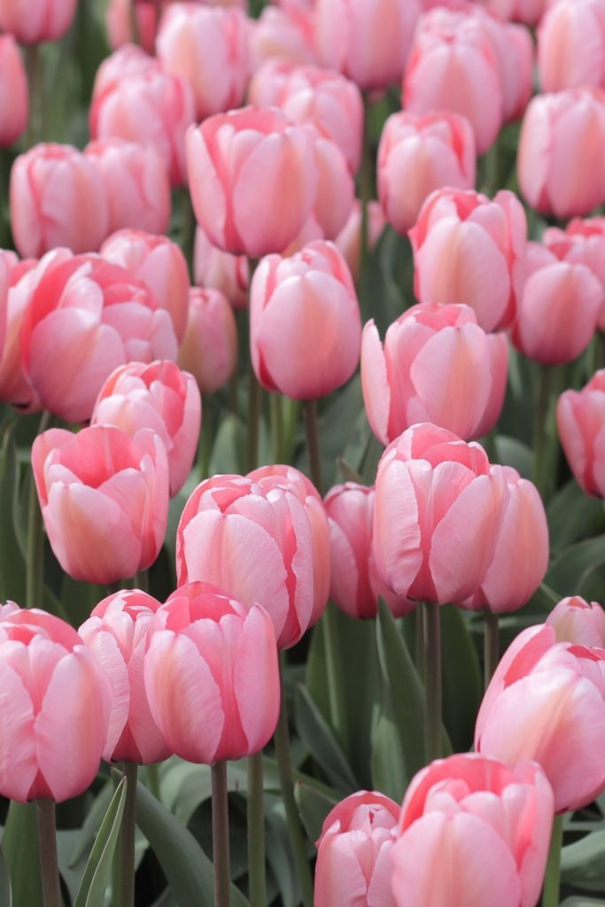 Pink tulips | April horoscope 2025
