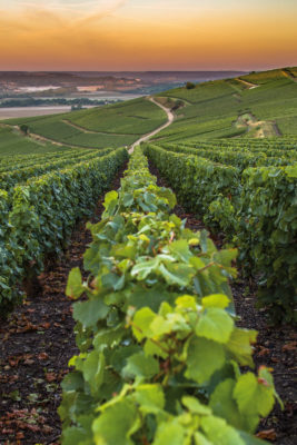 Champagne vineyards in Champagne, France
