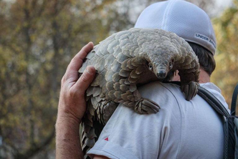 This New Netflix Documentary Shines A Light On The Humble Pangolin’s Plight