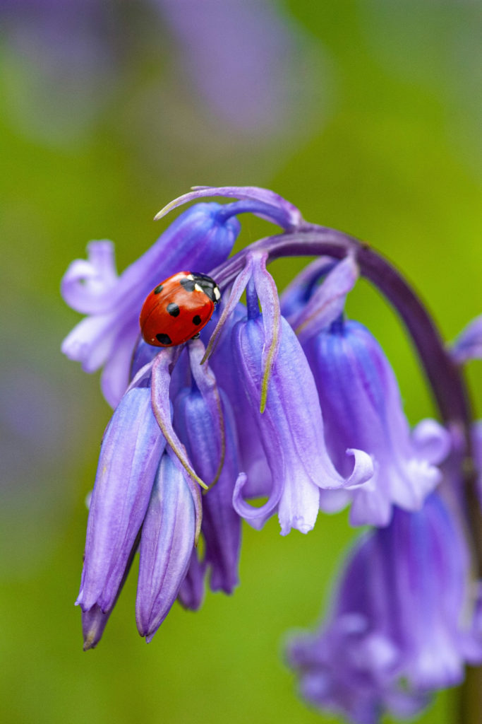 Bluebells with ladybird | May 2025 Horoscope