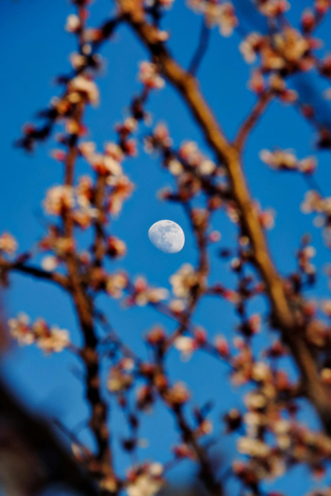 A moon through the branches with pink blossom