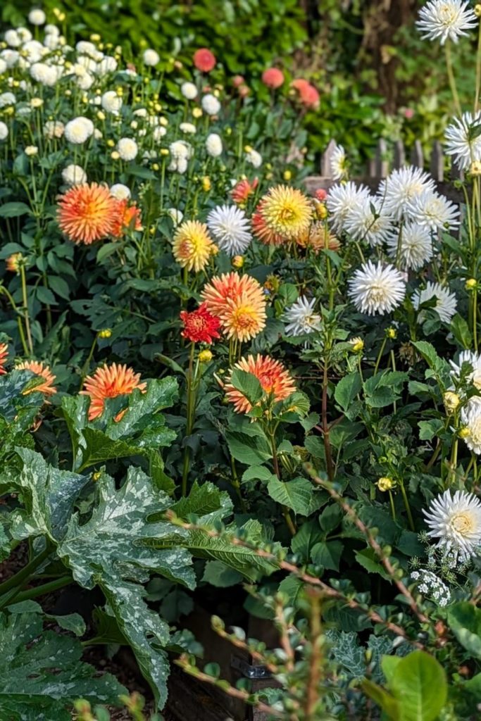 Orange and white dahlias