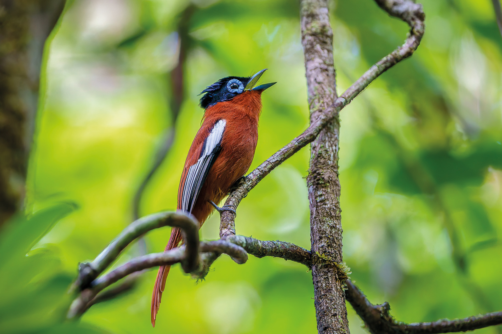 A Madagascar paradiseflycatcher