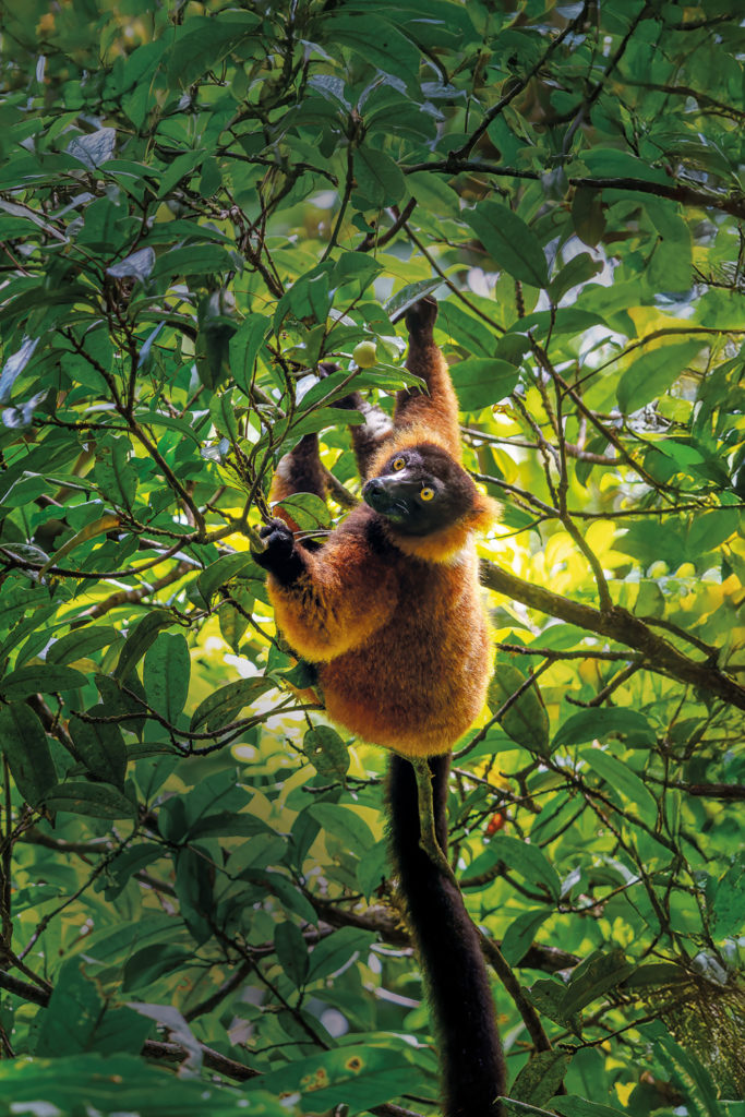 A monkey in Madagascar