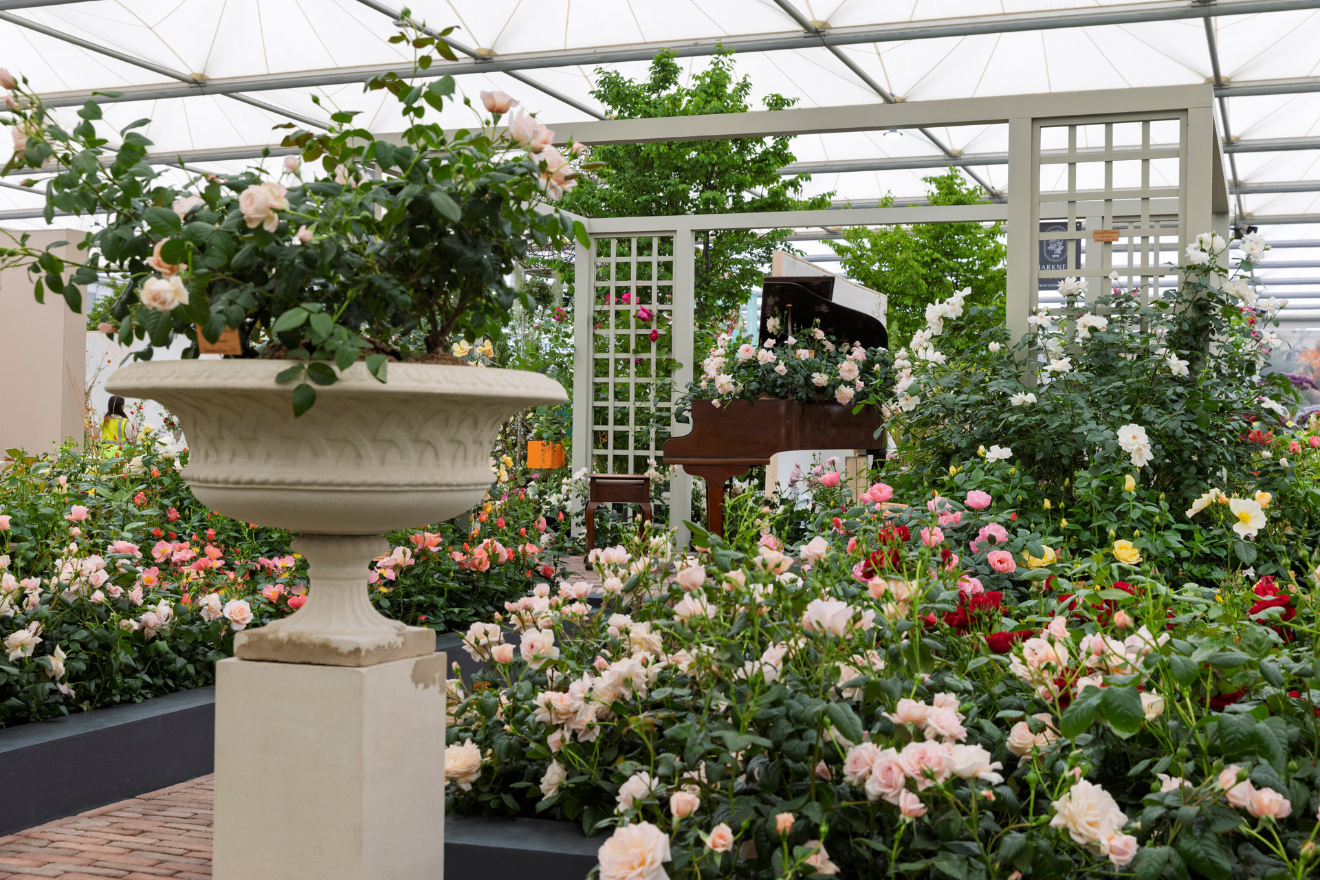 Harkness Roses at RHS Chelsea Flower Show in 2025.