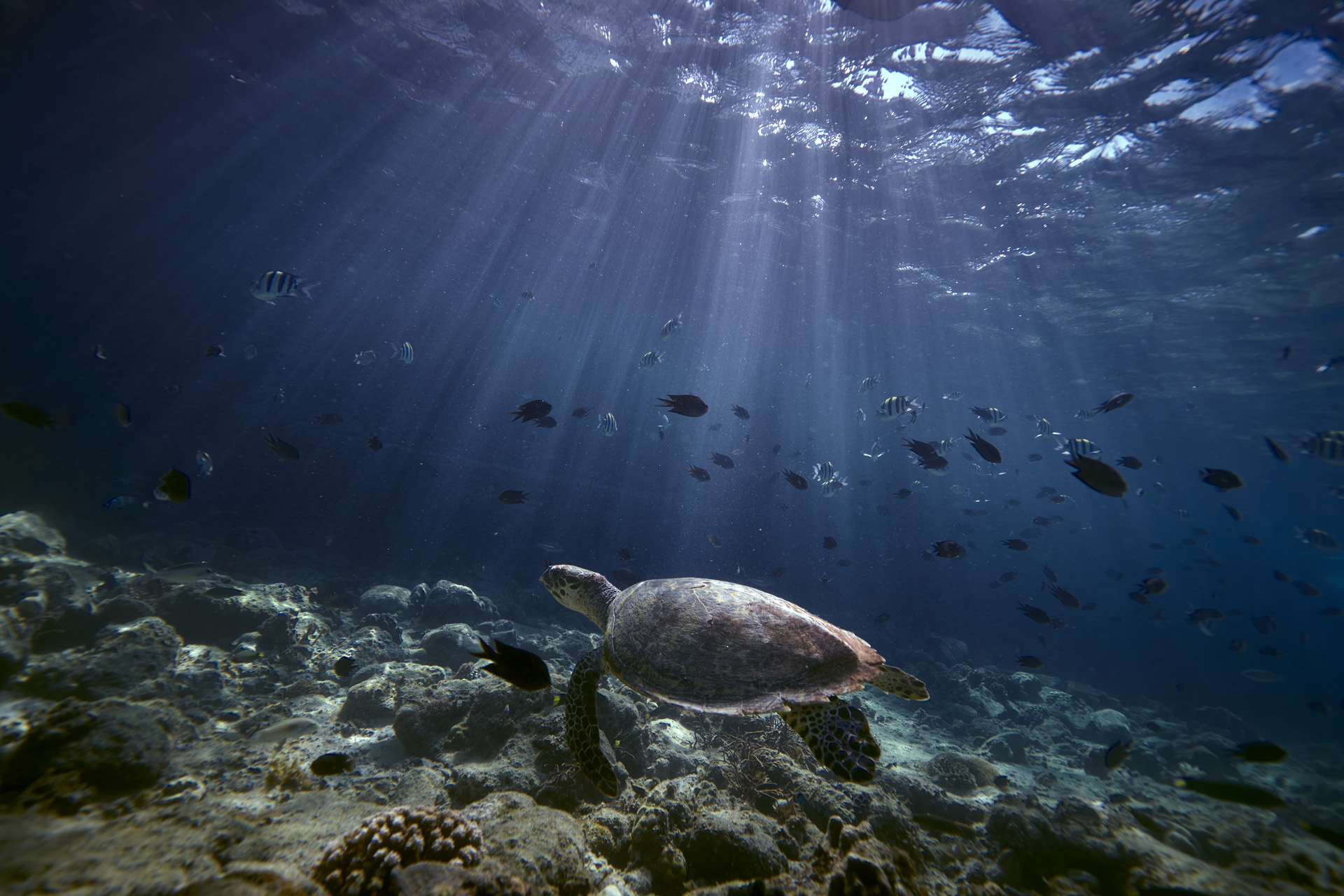A turtle underwater
