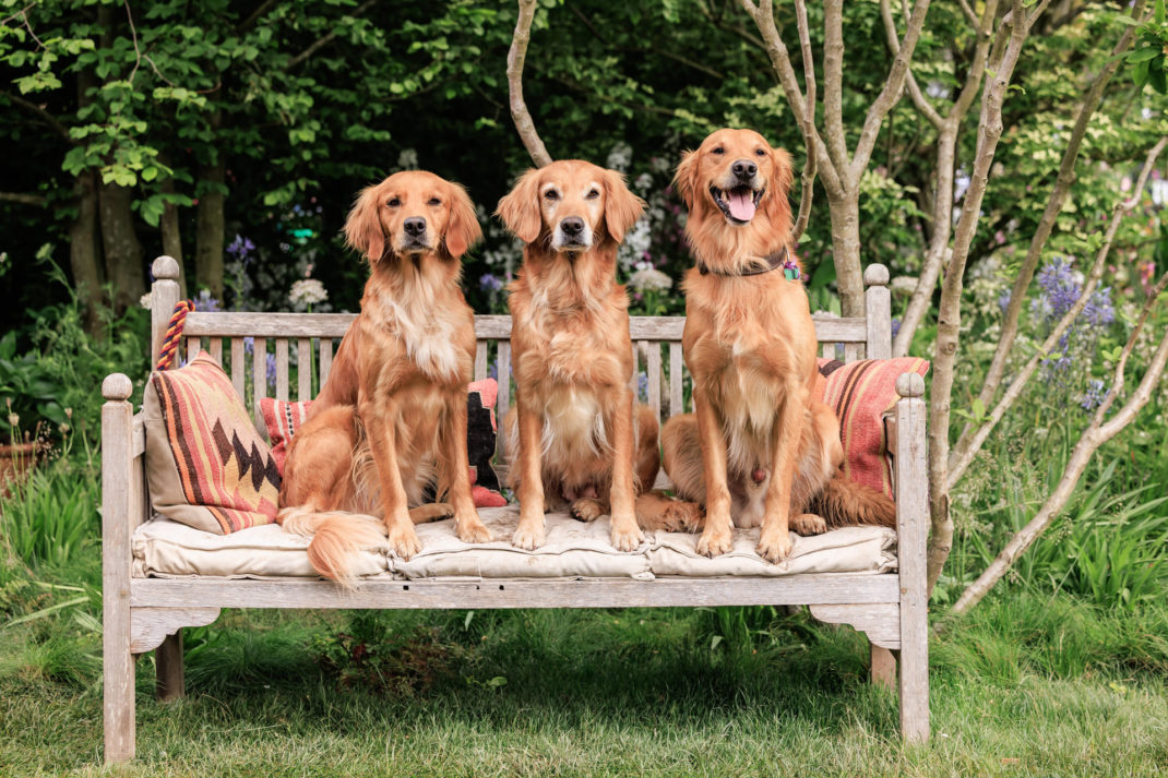 A Guide To The RHS Chelsea Flower Show 2026