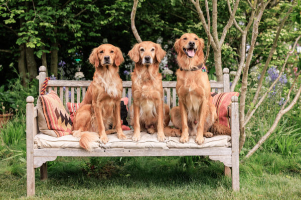 Monty Don's dog Ned pictured meeting his mum Mabel and sister Isla on the RHS and BBC Radio 2 Dog Garden at RHS Chelsea Flower Show in 2025.