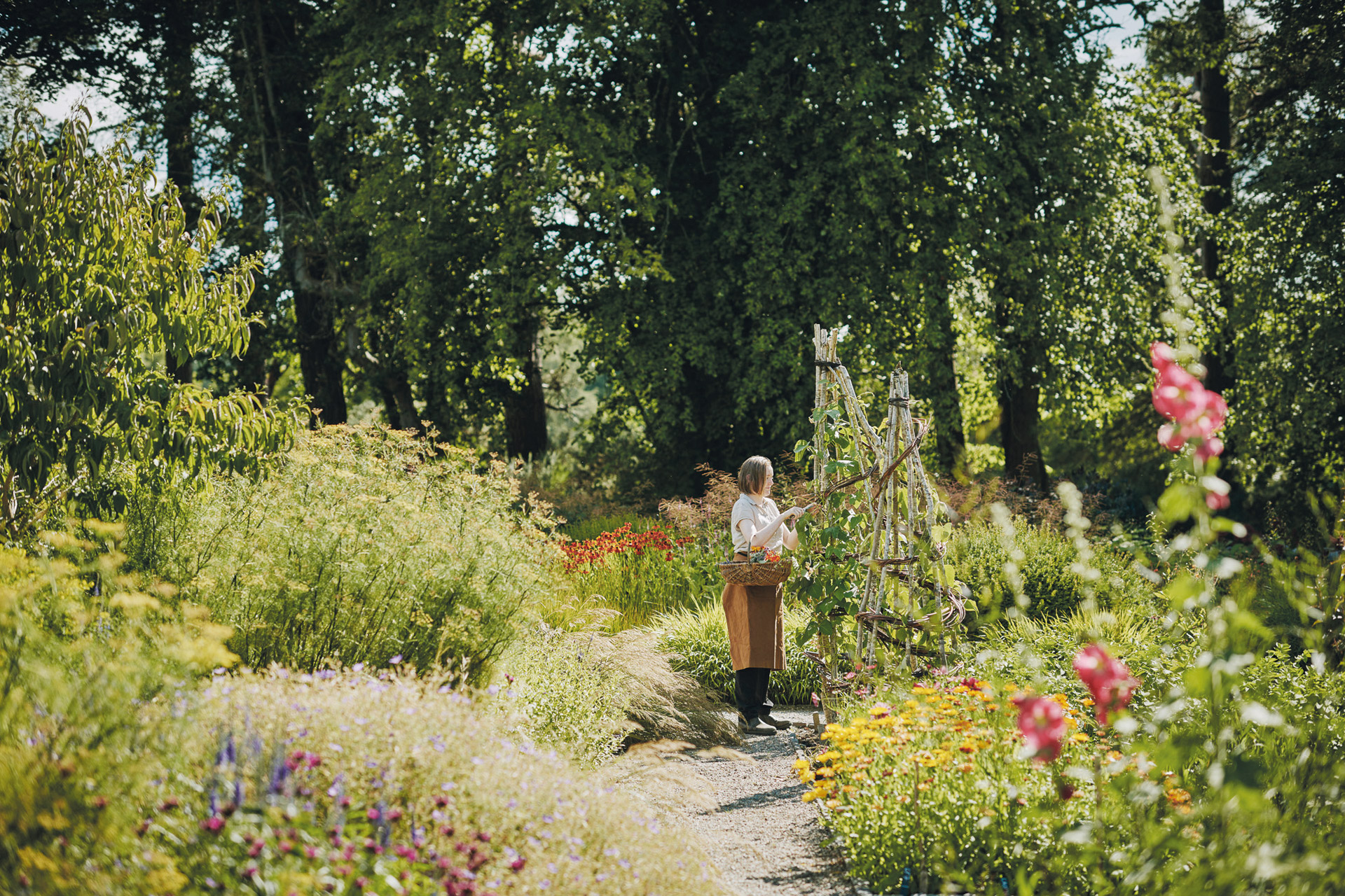 Woman picking vegetables