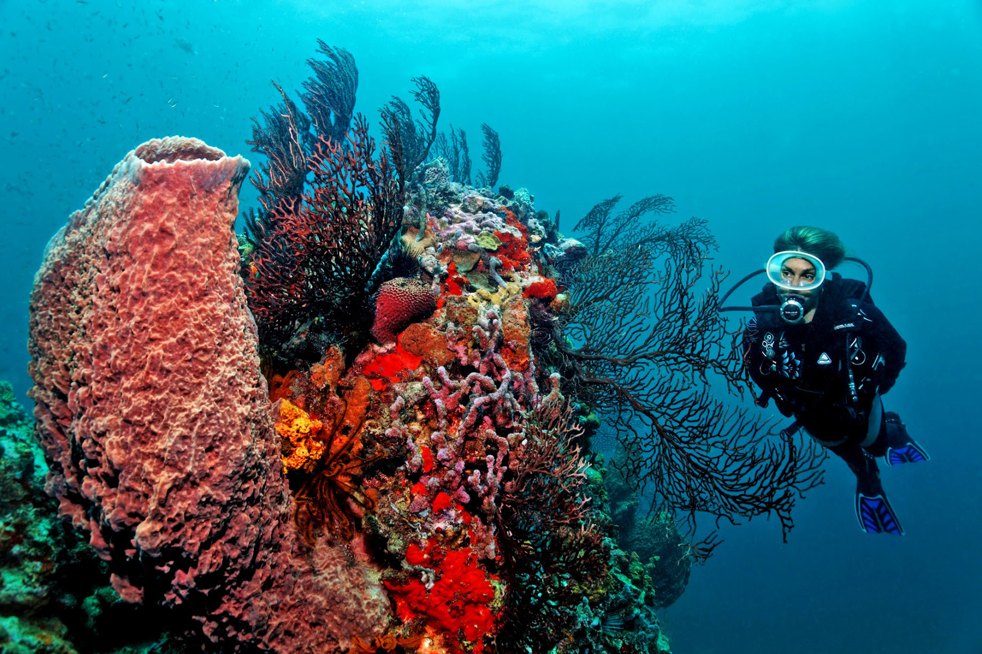 A scuba diver with coral