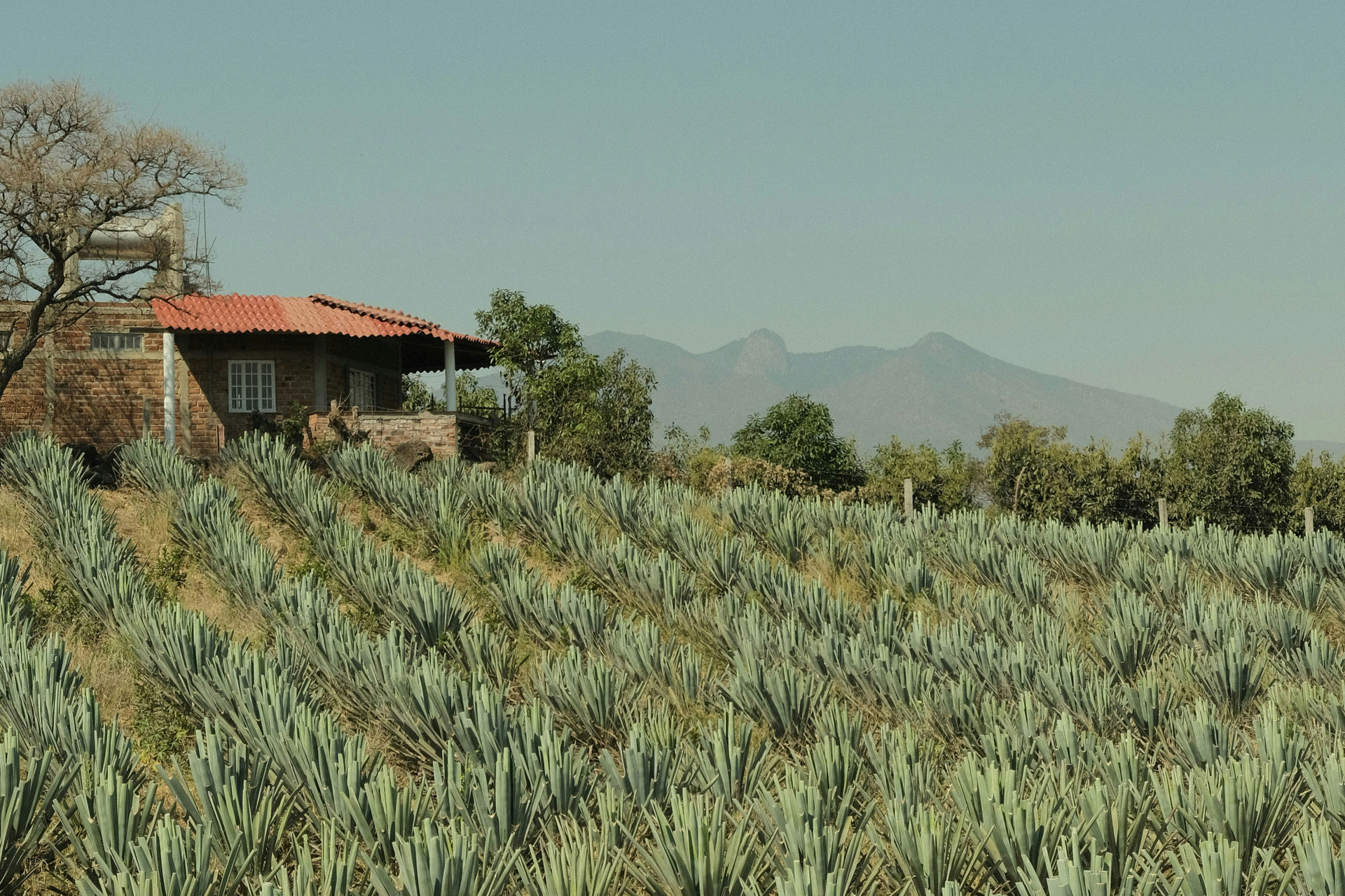 A blue agave farm in Mexico