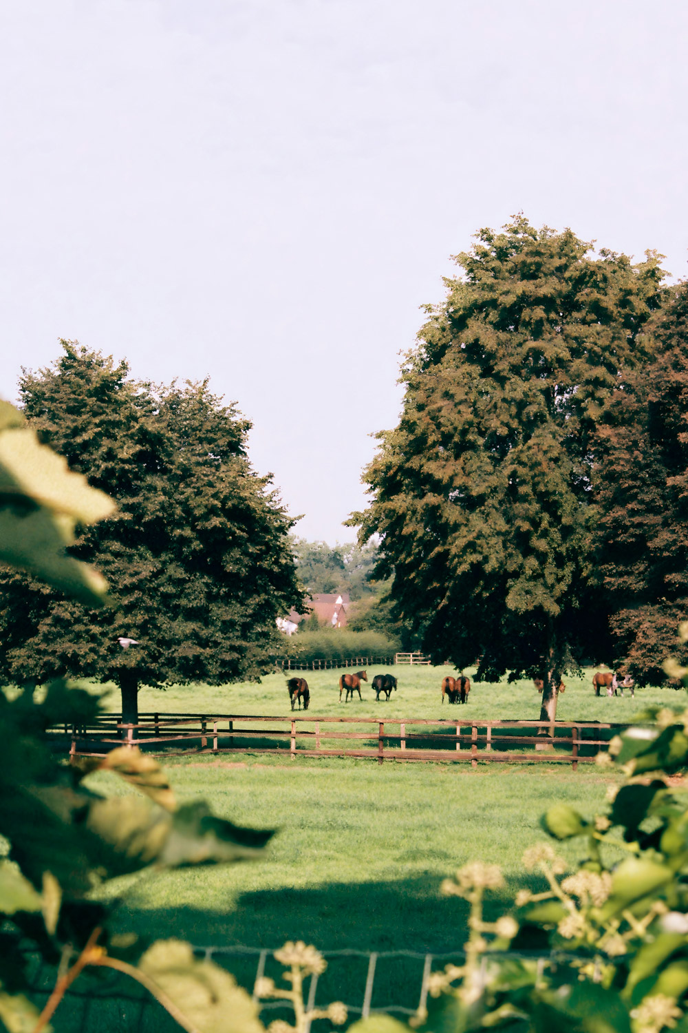 Open Farm Sunday: How To Get Involved