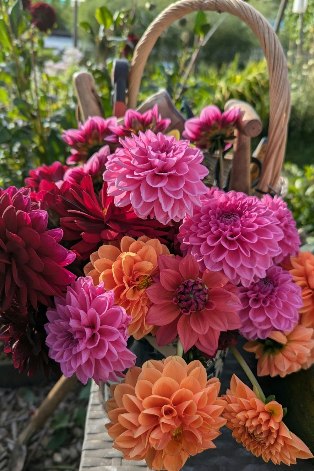 Pink, orange and red dahlias