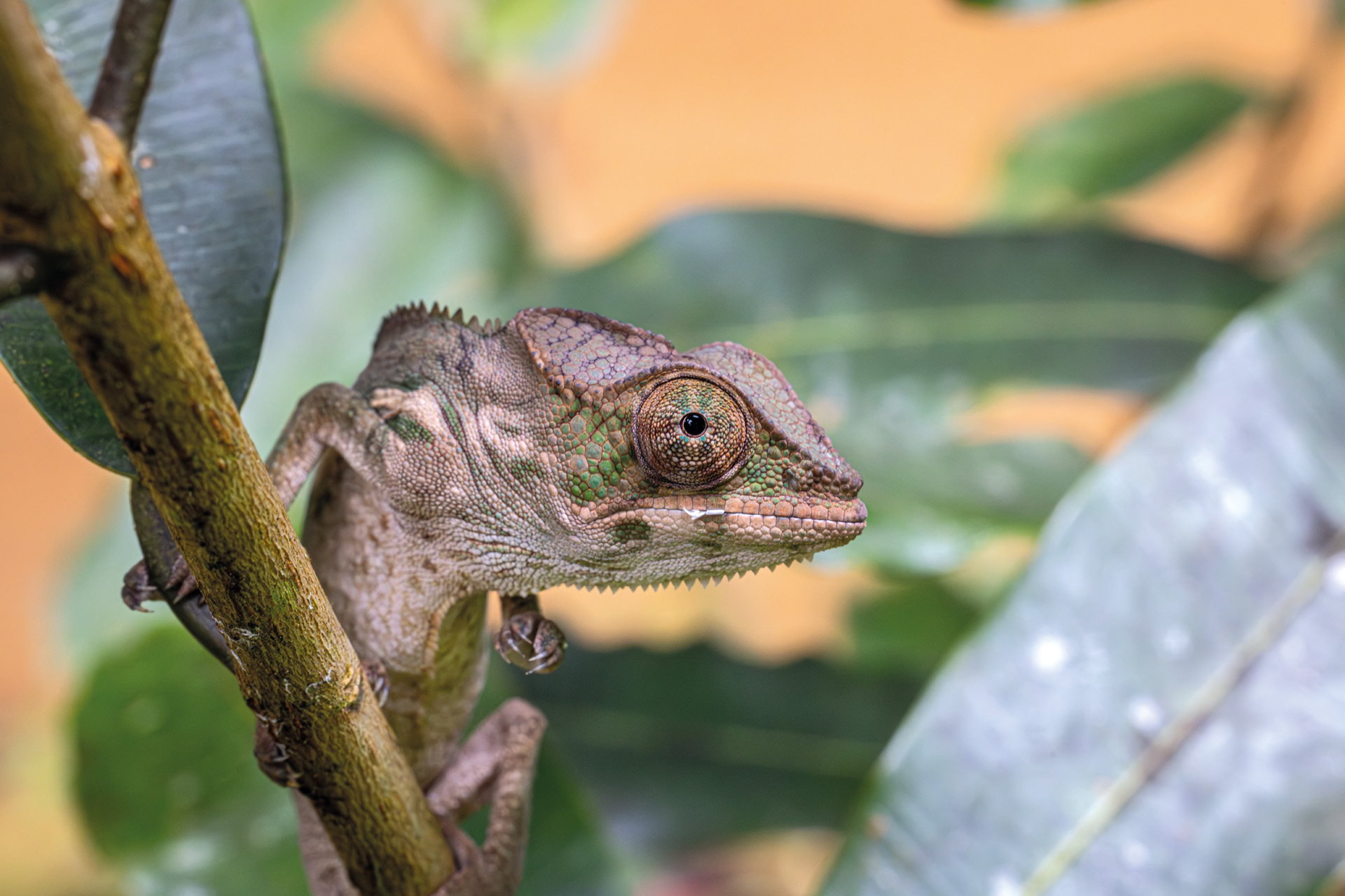 Panther chameleon