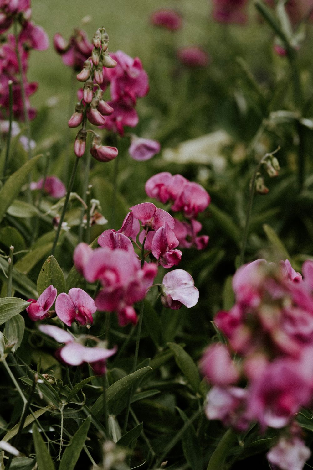 Rosebie Morton’s May Gardening Guide