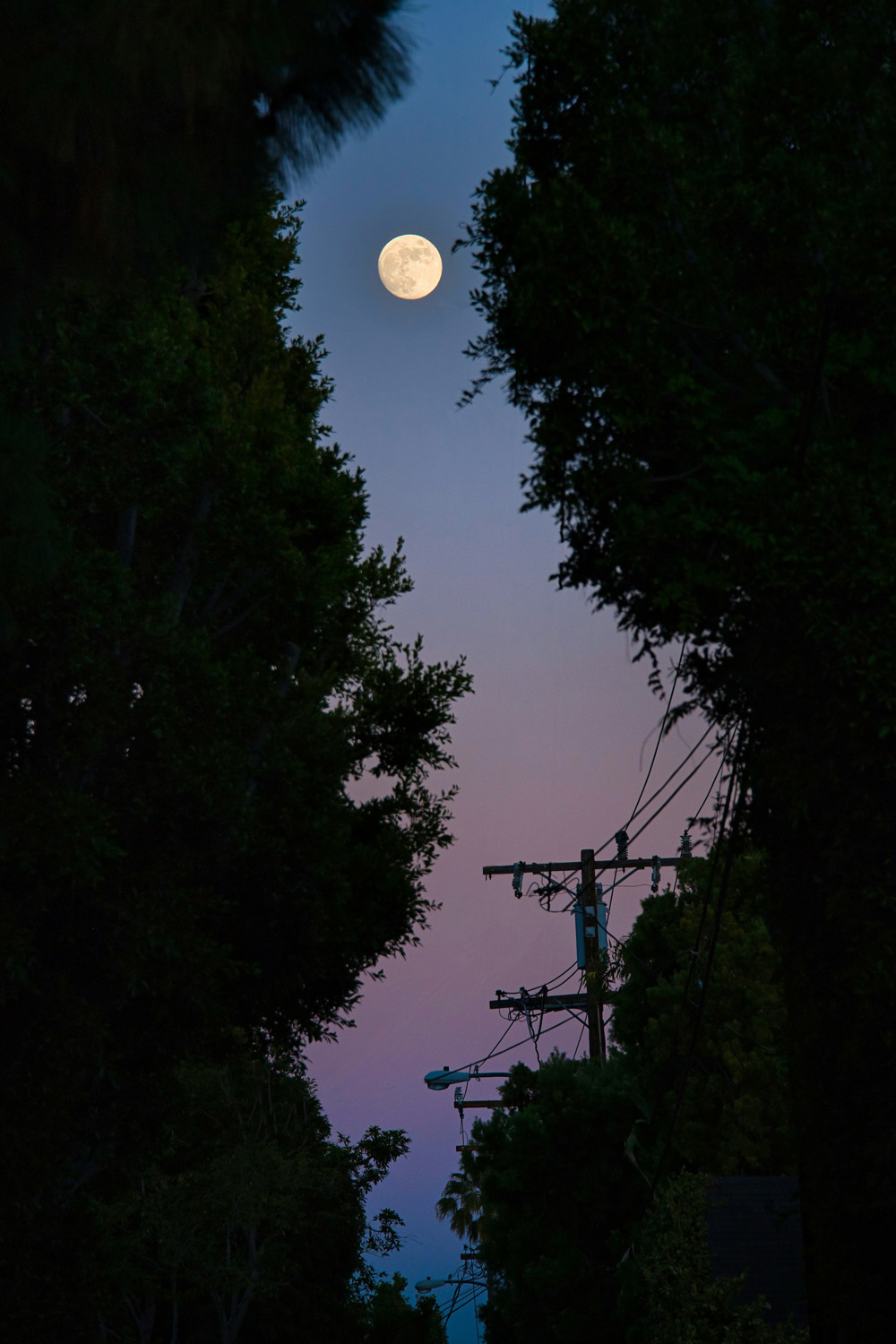 A Moon glimpsed between trees