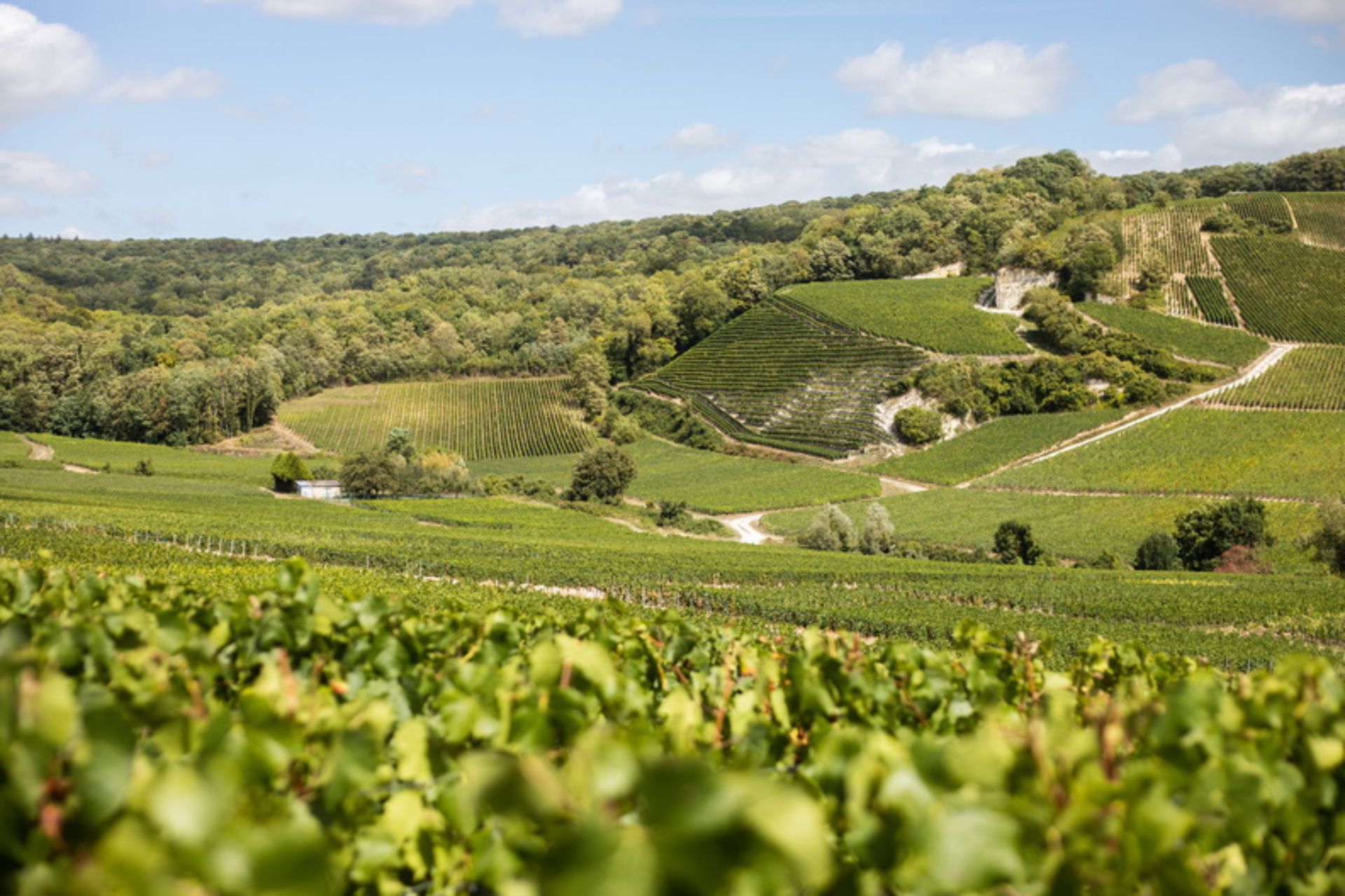 Champagne vines in rolling fields