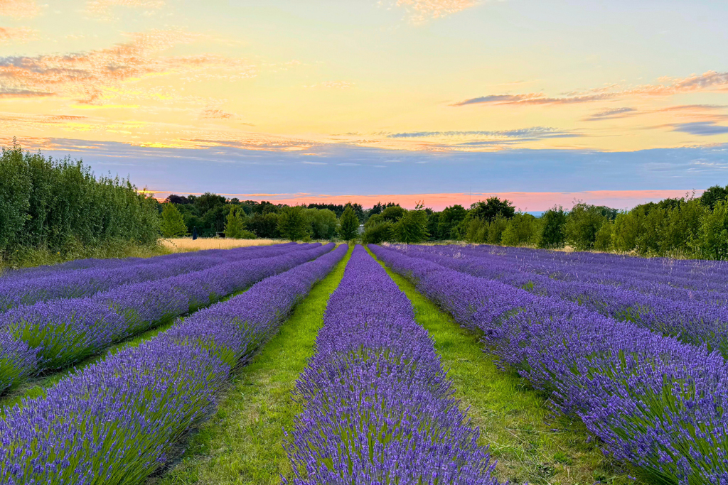 A lavender field at dusk