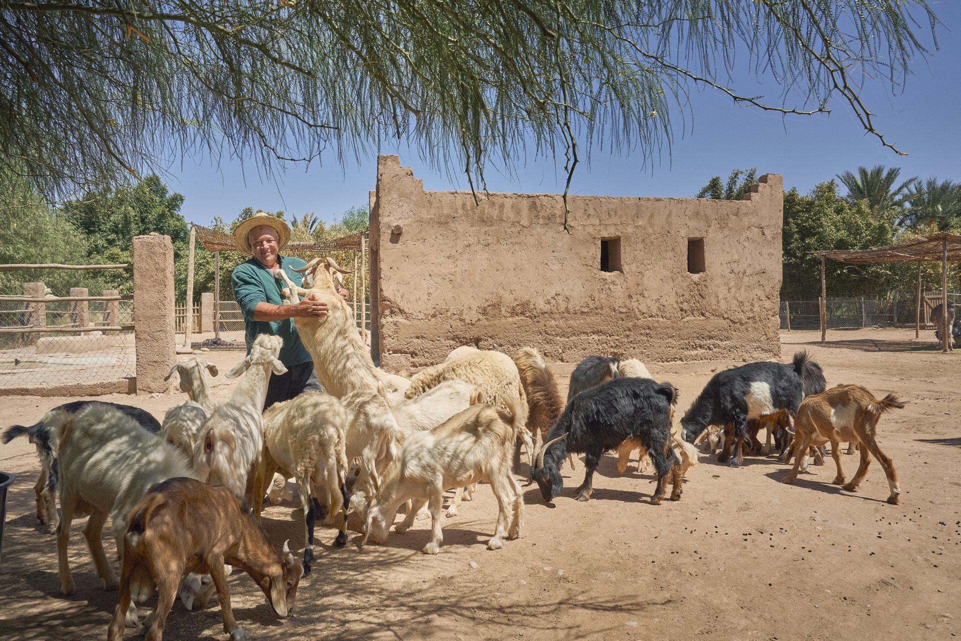 The goats at the Mandarin Oriental Marrakesh