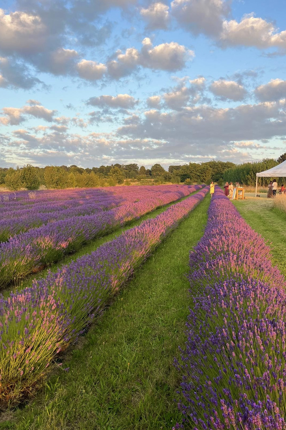 Shh! This Secret Lavender Farm Near London Is Opening Very Soon