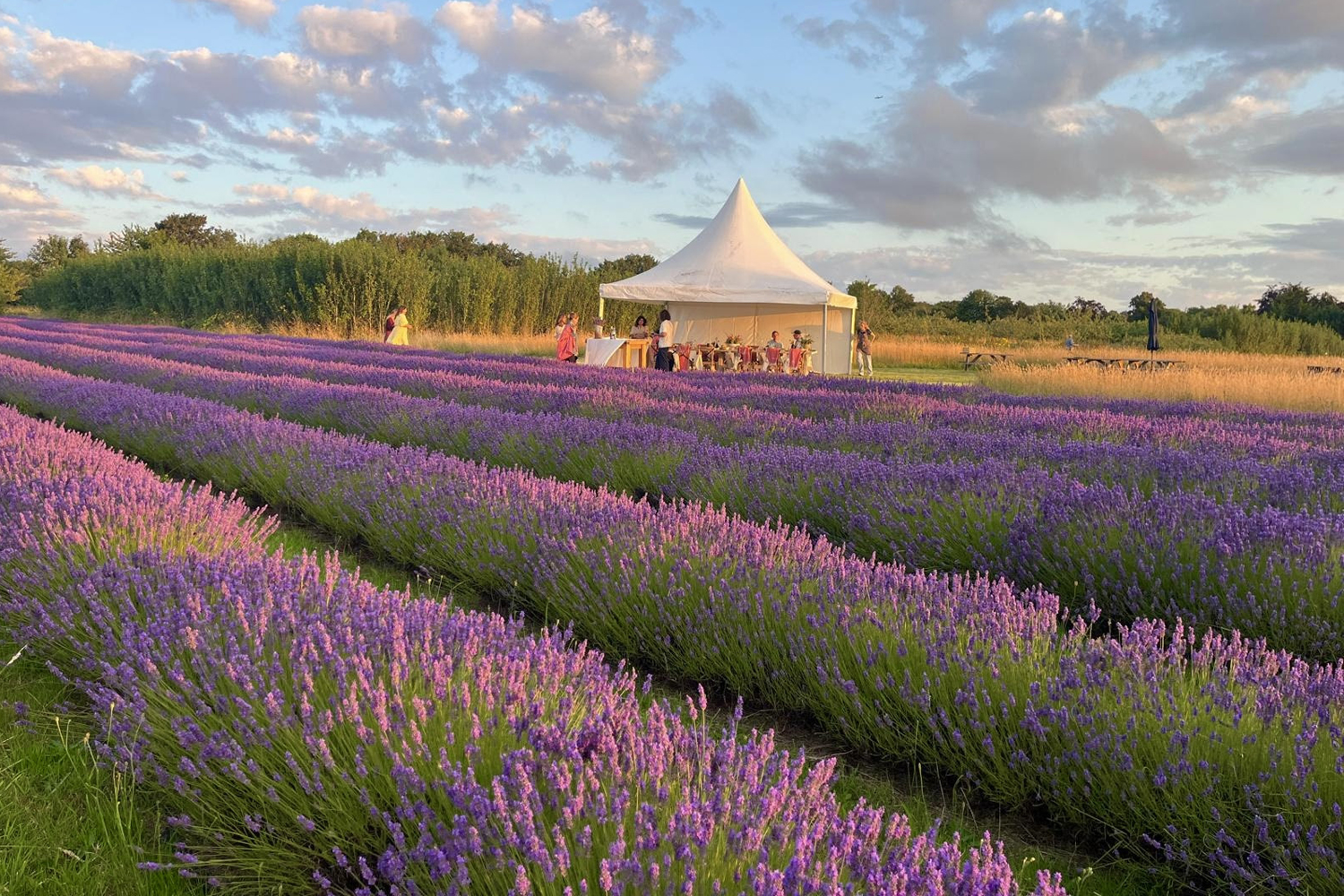 A lavender farm at golden hour