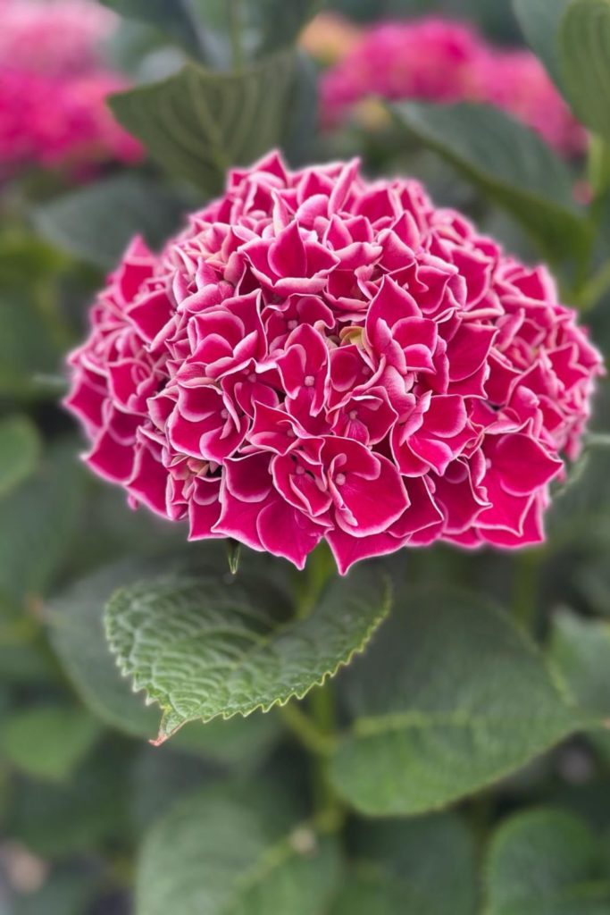 Rosebie Morton’s August Gardening Guide For 2025