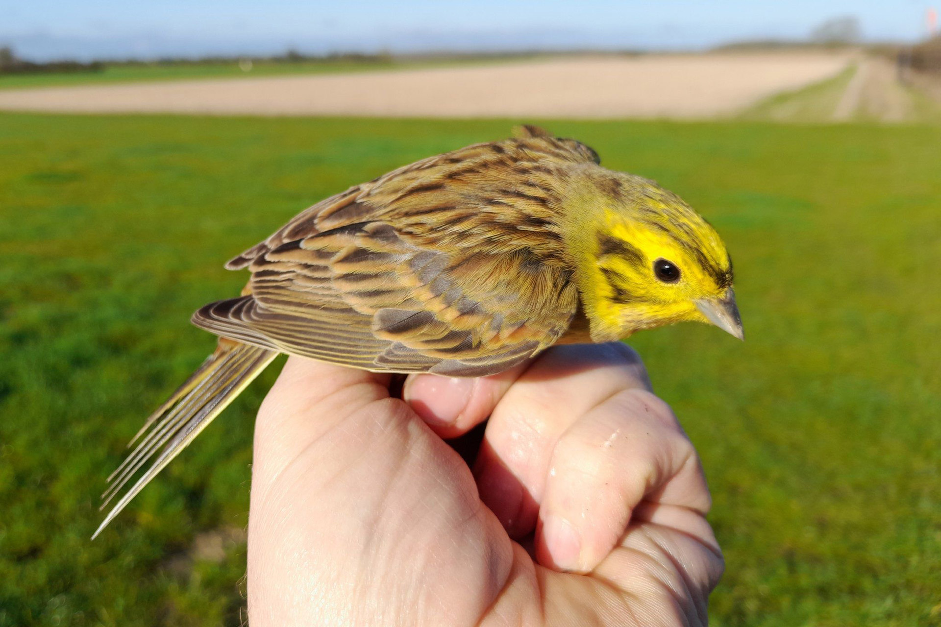 Yellow hammer bird