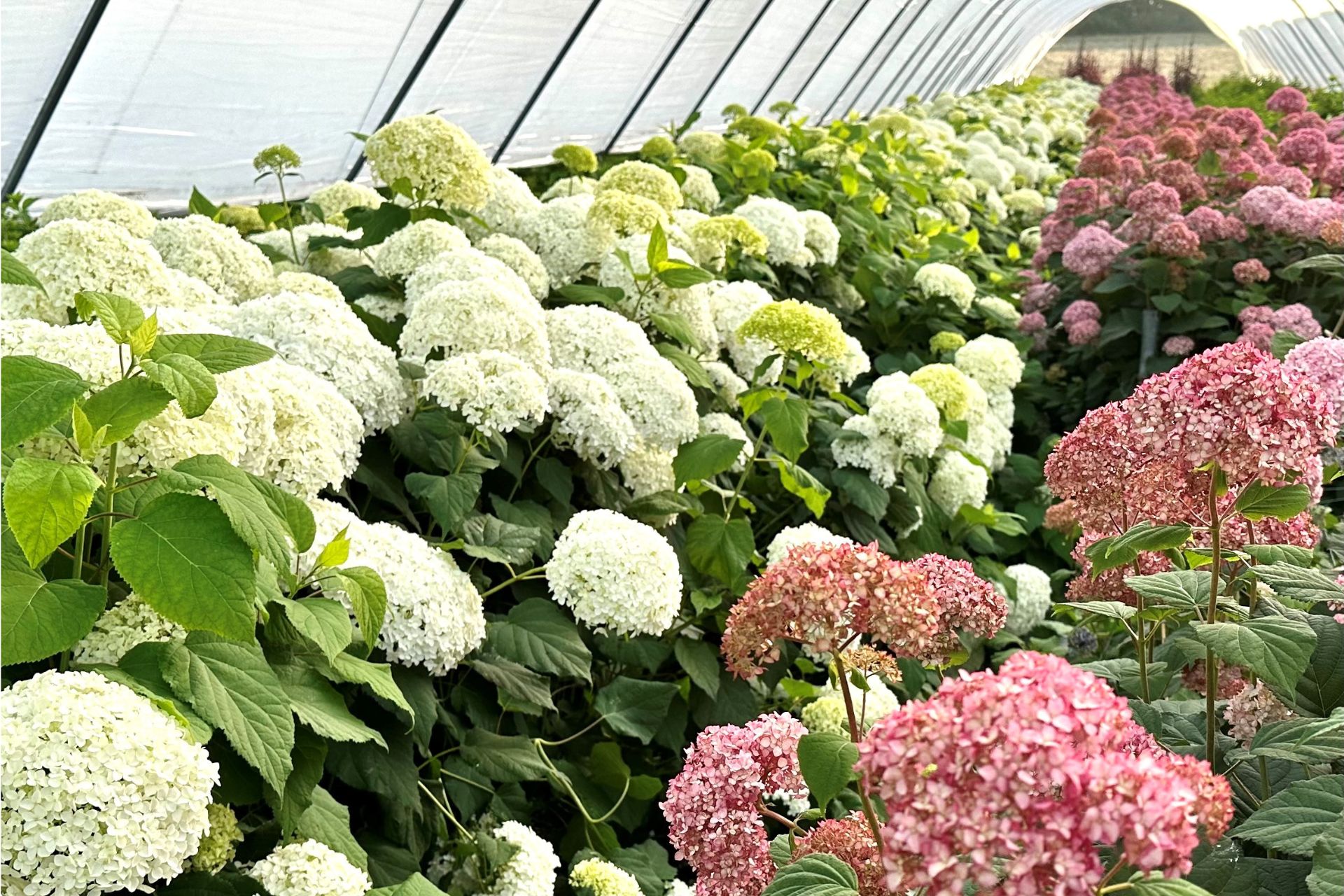 Pink and white flowers