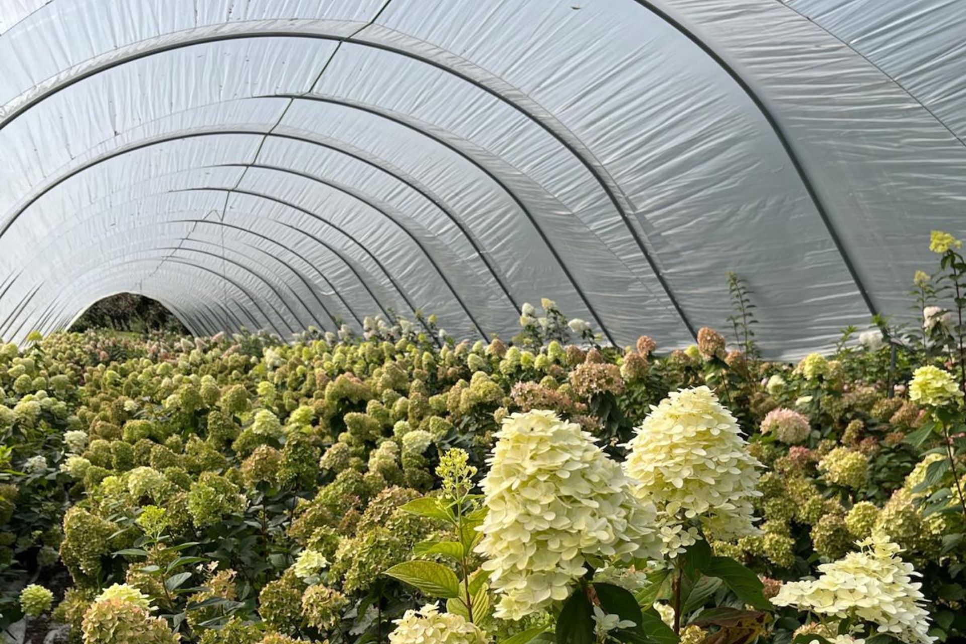Flower greenhouse