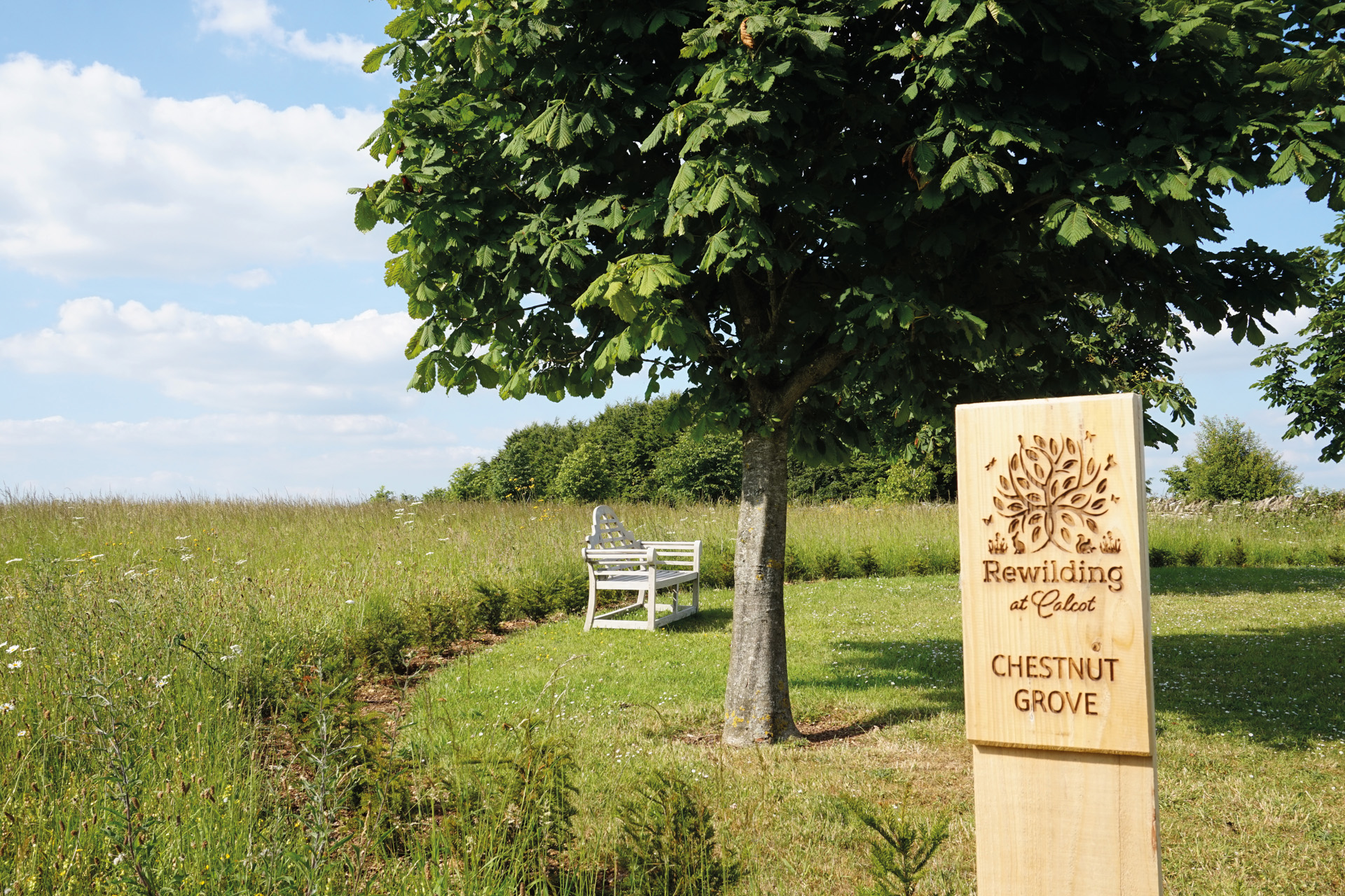 Rewilding at Calcot