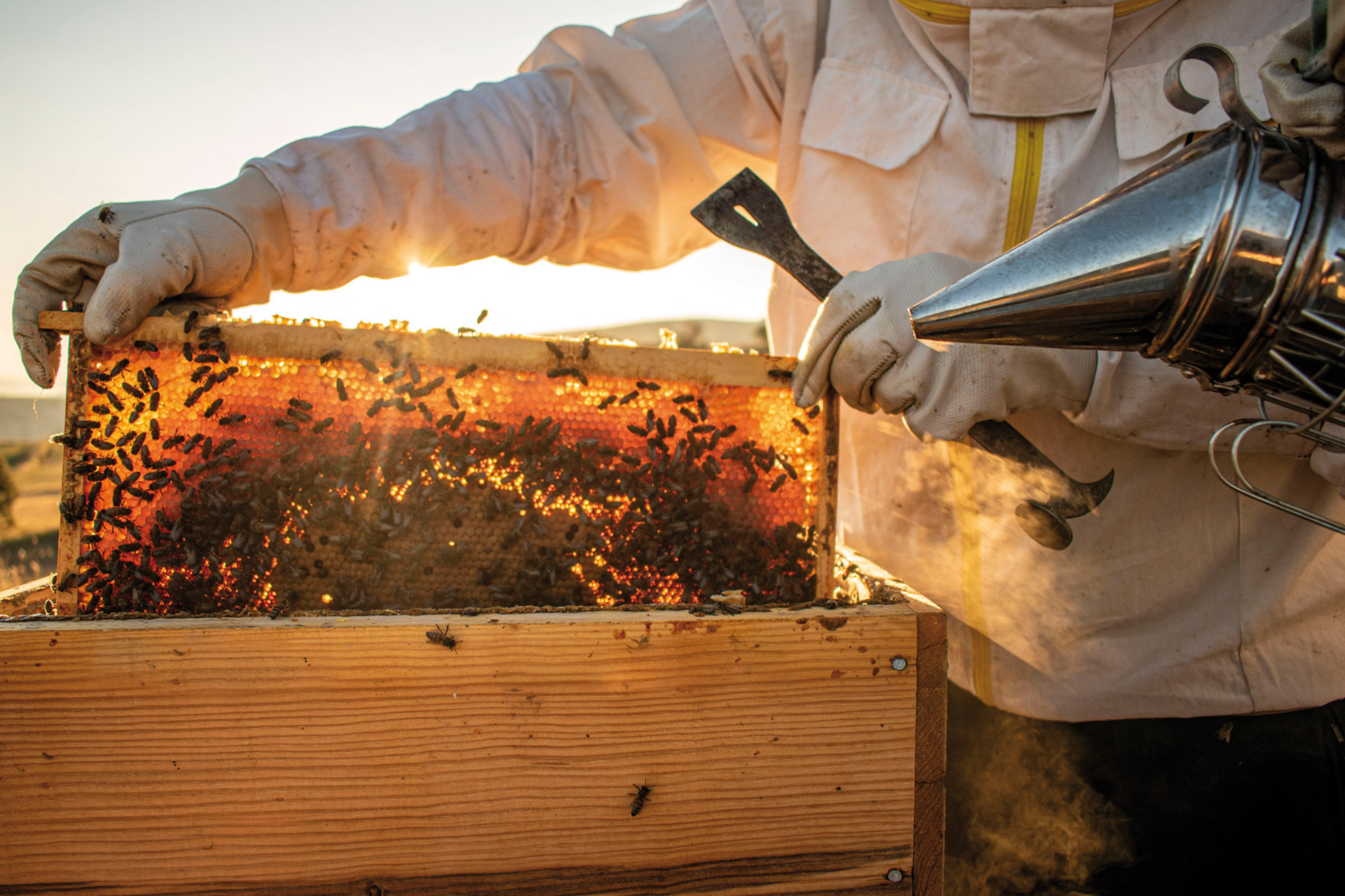 Beekeper with bees