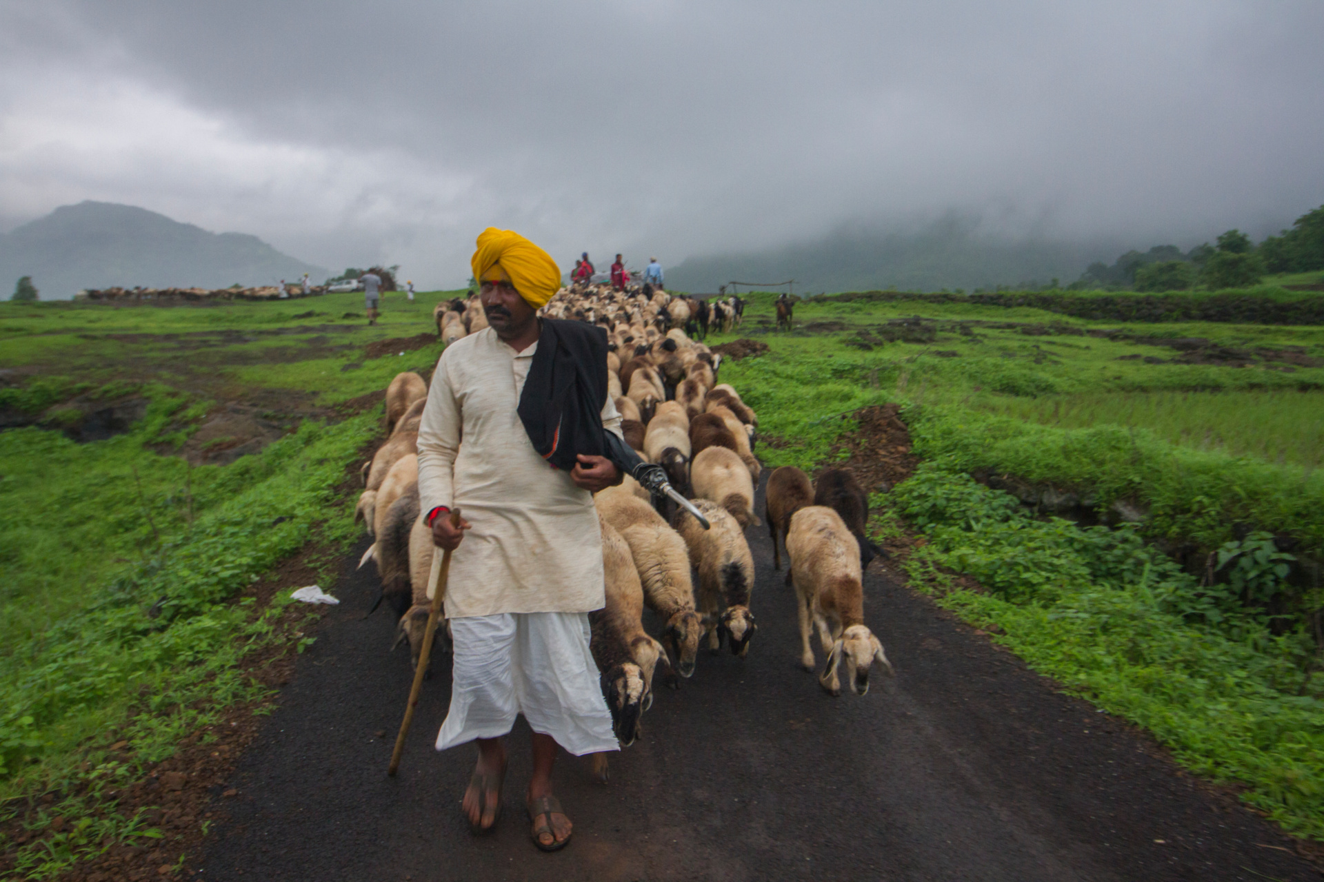 Man herding sheep
