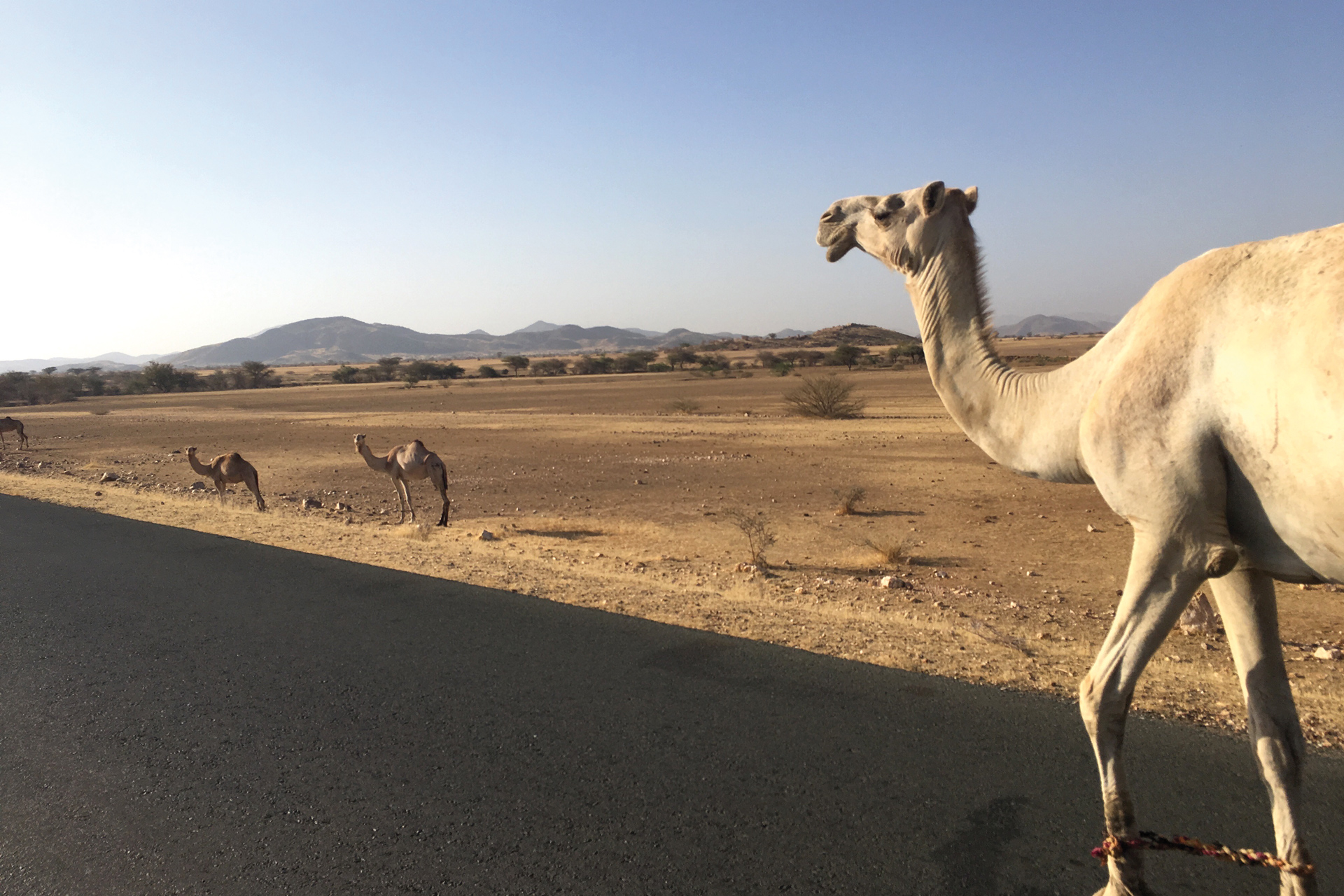 Camels