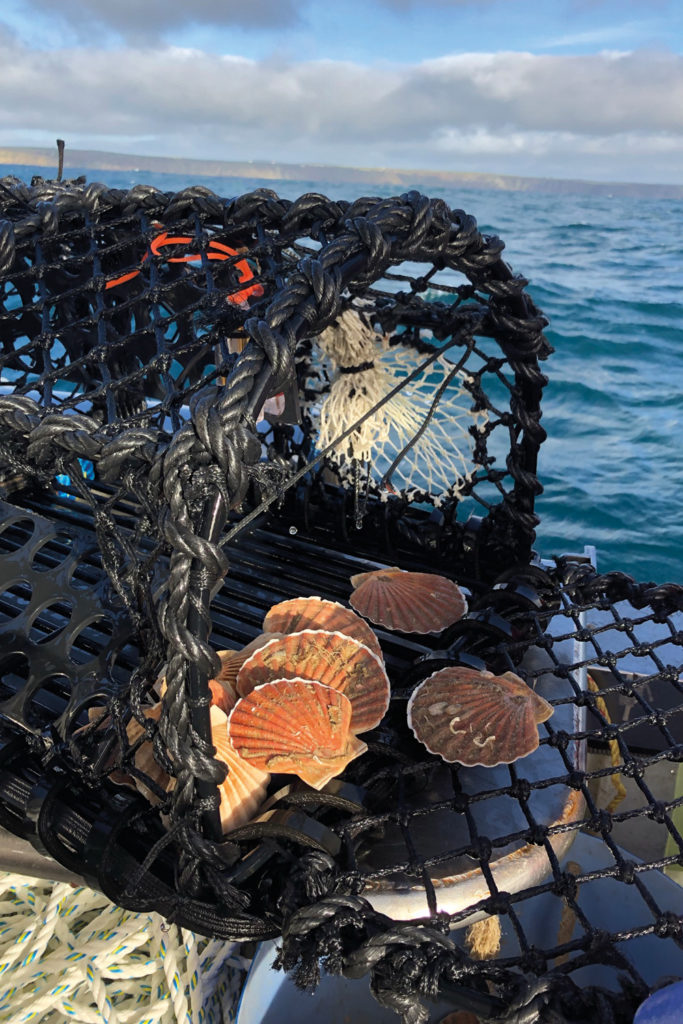 Scallops caught during the PotLight trials