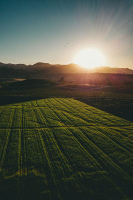 A farm
