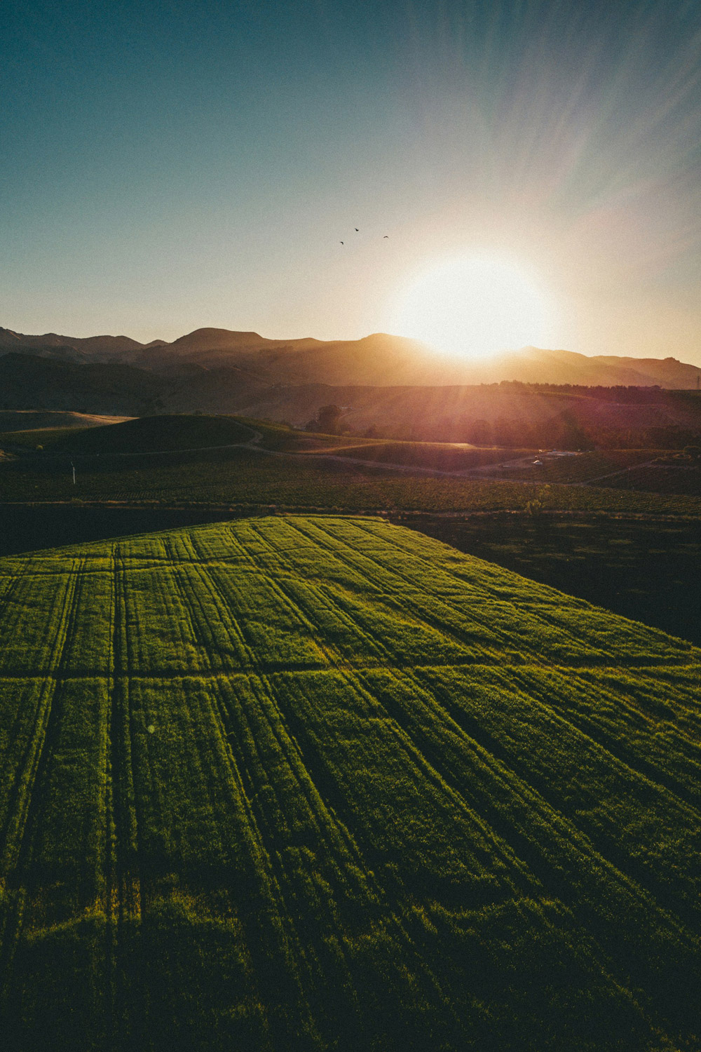 Quantum Fields Forever: Can Sound, Science & Soil Save Farming?
