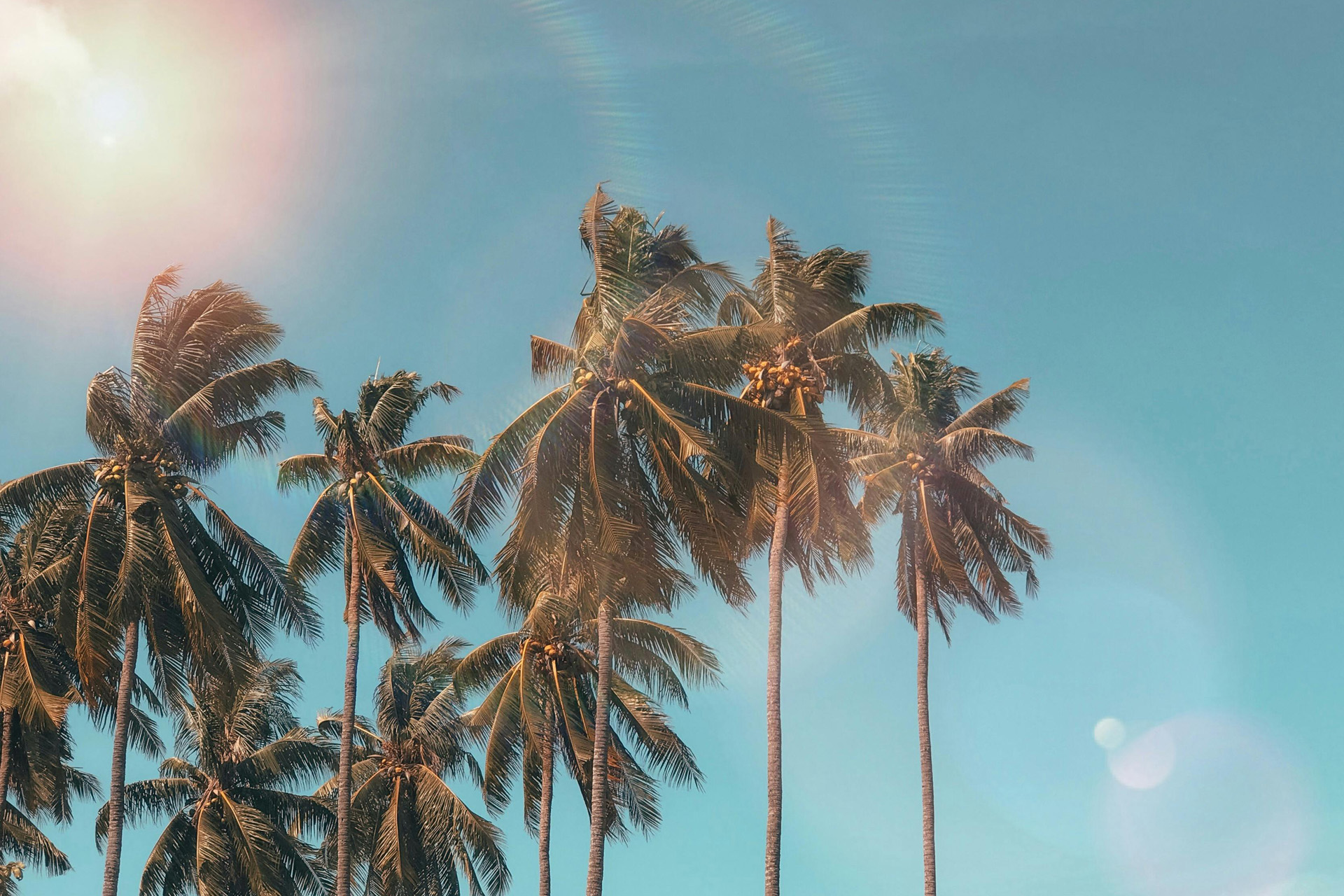 Palm trees in the sun