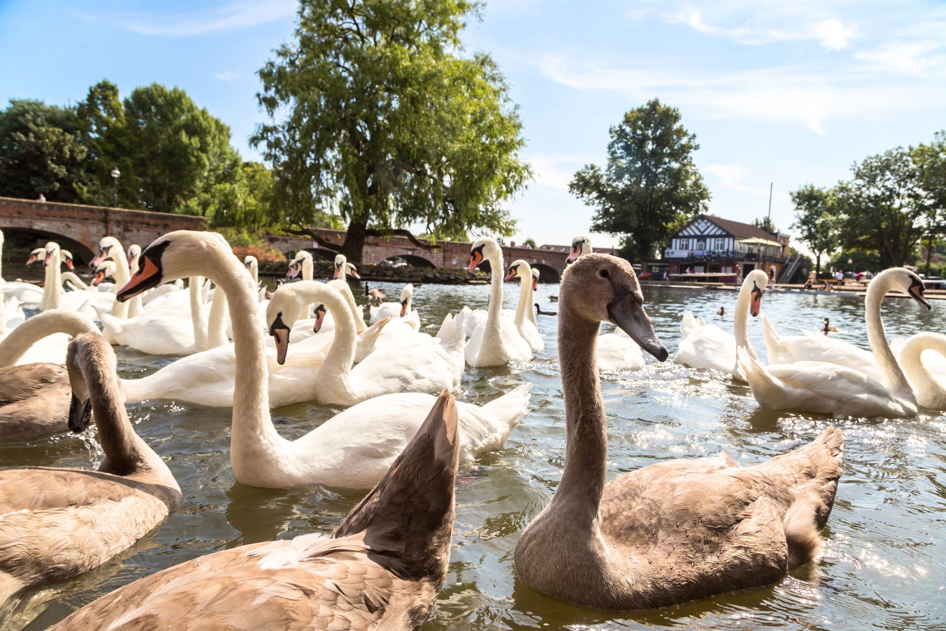 What On Earth Is Swan Upping?