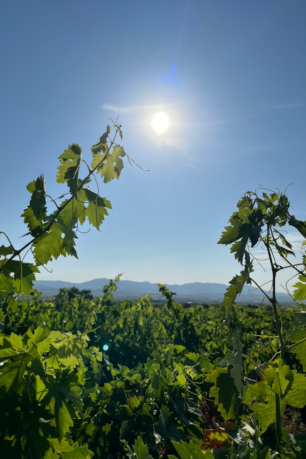 Vineyard