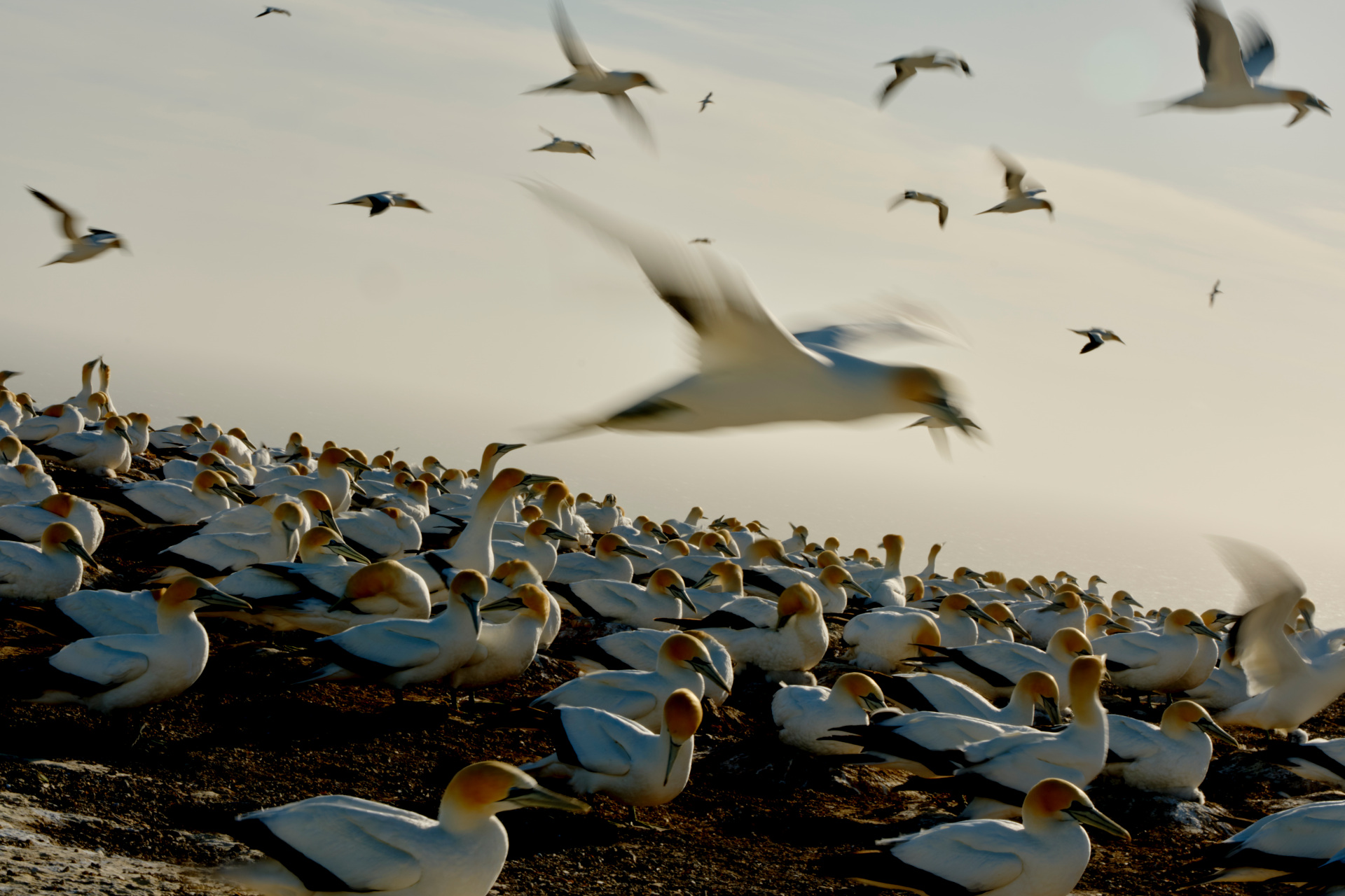 Bird on ground and flying