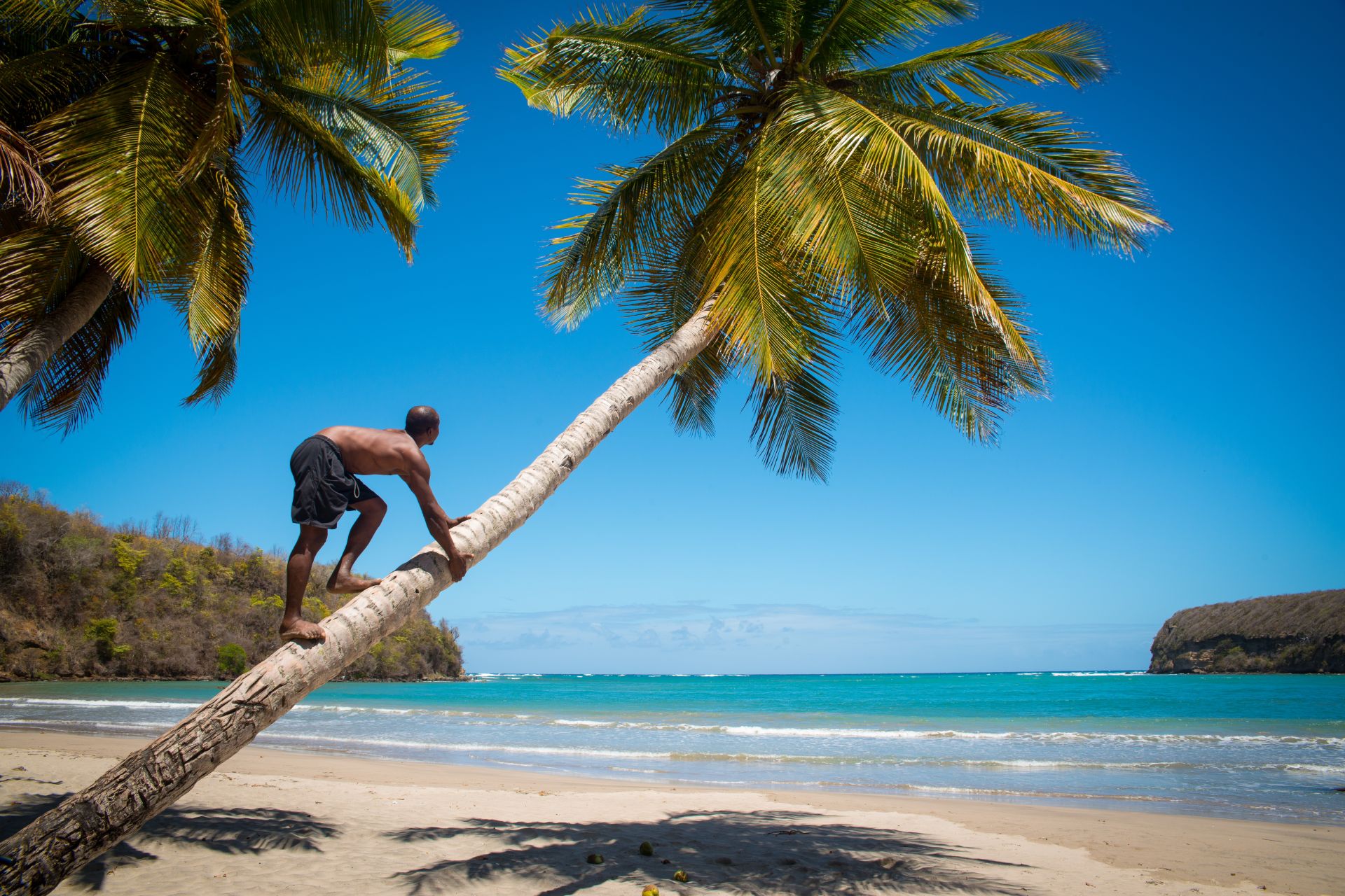 climbing a coconut tree at La Sagesse beach