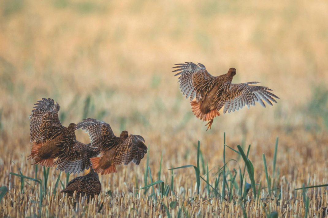 Shooting Is Transforming The Conservation Landscape – And It's For The Better