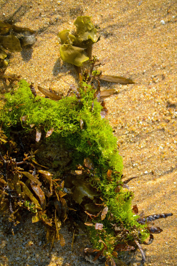 Is Sea Moss The New Spirulina? We Asked A Nutritionist