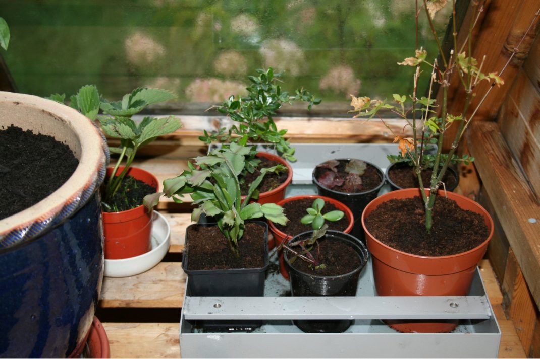 Plant pots