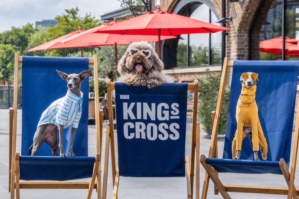 Three dogs on loungers
